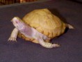 /album/animaux-albinos/tortue-albinos-jpg/